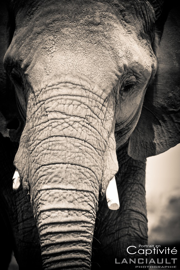 Portrait animalier éléphant noir et blanc